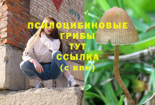 гидра Инта